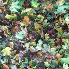 rö true mentals no1-le flaneur fleur