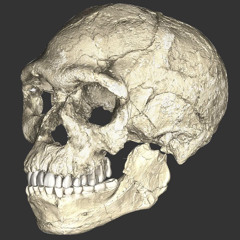 Homo Sapien (FREE DOWNLOAD)