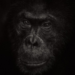 Bossman Dev-The Spot