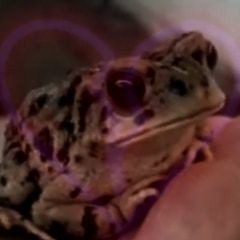 phrog but it's a sad lofi beat