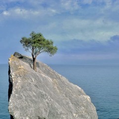nature always finds its way