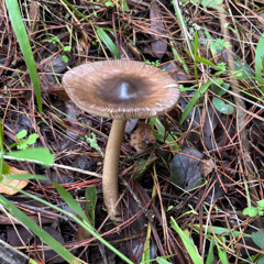 mix for mushroom wizards that are experts at foraging