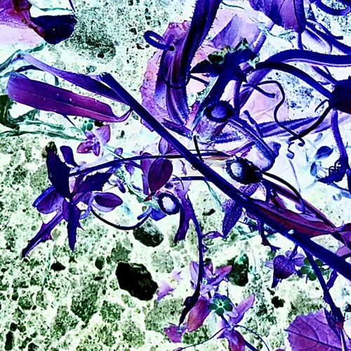 Thistle's Eternal Perdition