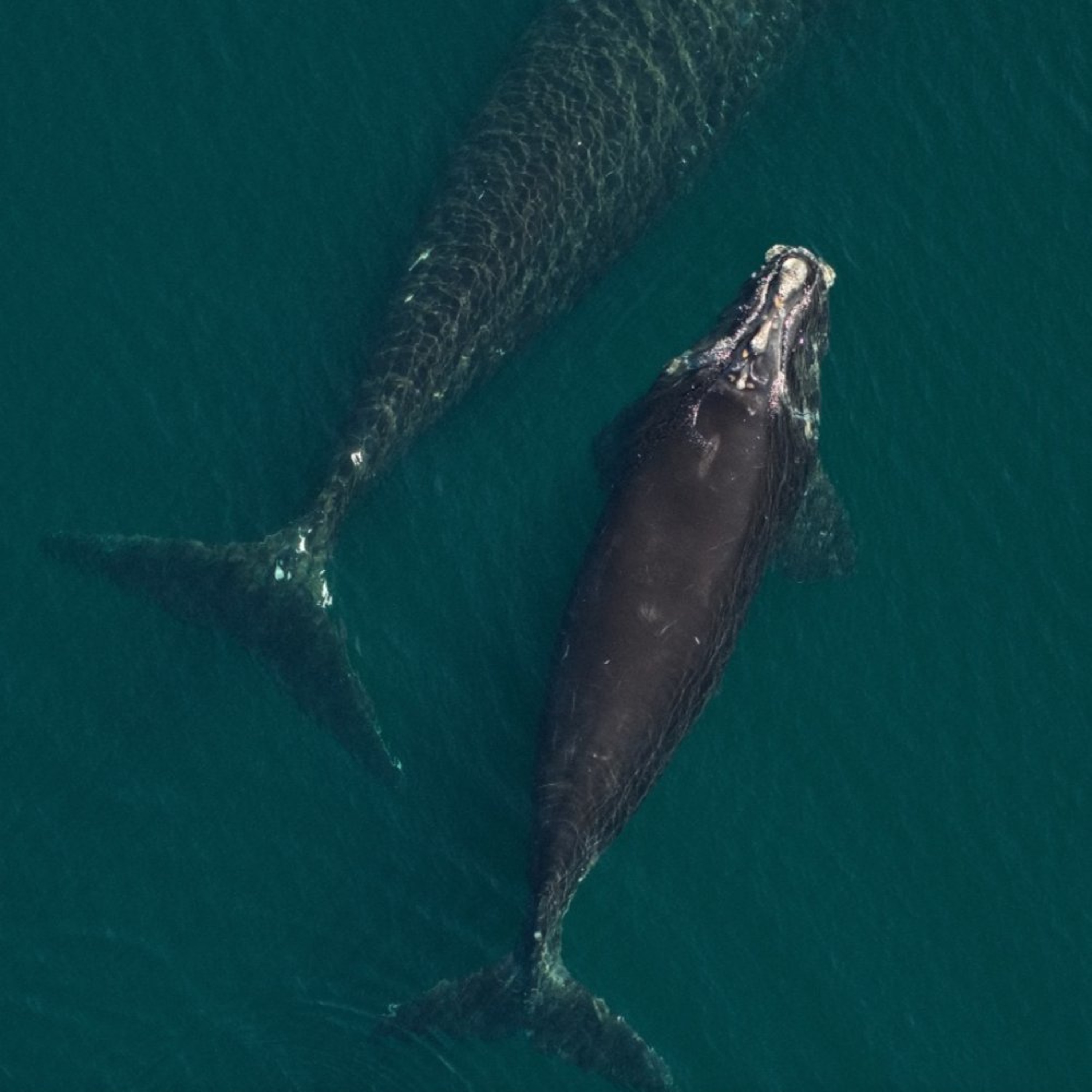 Baby Right Whales Bring Hope, Tylenol Upcycled from Plastic, Community-Led Wildfire Prevention in Africa and more. episode artwork