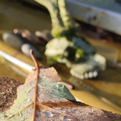 No Shaman 7inch Special: 3rd December '25