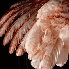 FEATHERS ft.NEWPORTMOTEL prod.YAMAMAYA