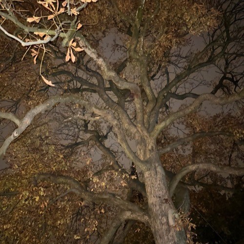 023k files (-.-)y-., o O