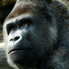 Snooze - Main Titles