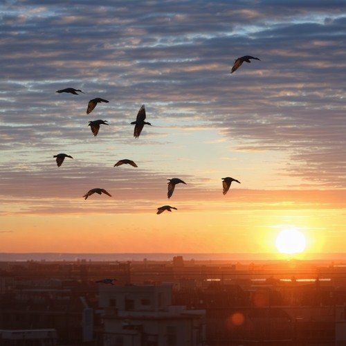 sunshine_dub_BABICZ.