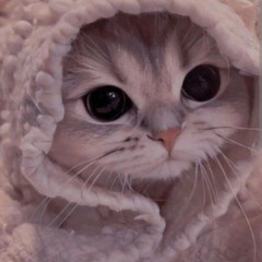 Нежное это - Культурный кот