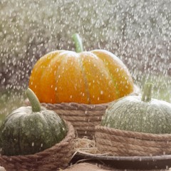 Fall Rain Sounds To Sleep (75 Minutes)