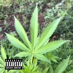 CARRDS x 8BALL x Joodon - C8J