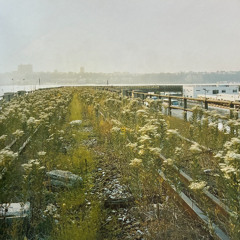 endosymbiotic proton gradient