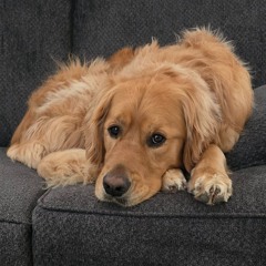 Rufus