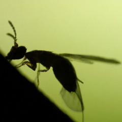 5 Legion of Ants