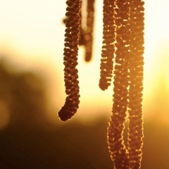 Snoozing the Music from Plants C1.07