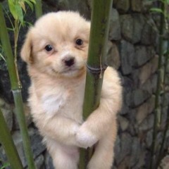 benny's coffee (wip 2)