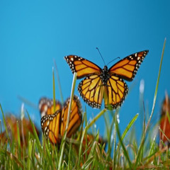 Goodmorning instrumentals 2025