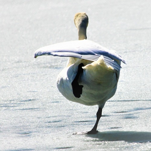 Lets Go Stomp Something