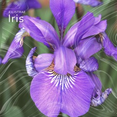 Iris (Radio Edit)