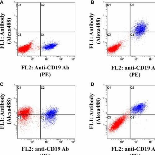 Novel Therapeutic Bispecific Antibodies for B-cell Lymphoma