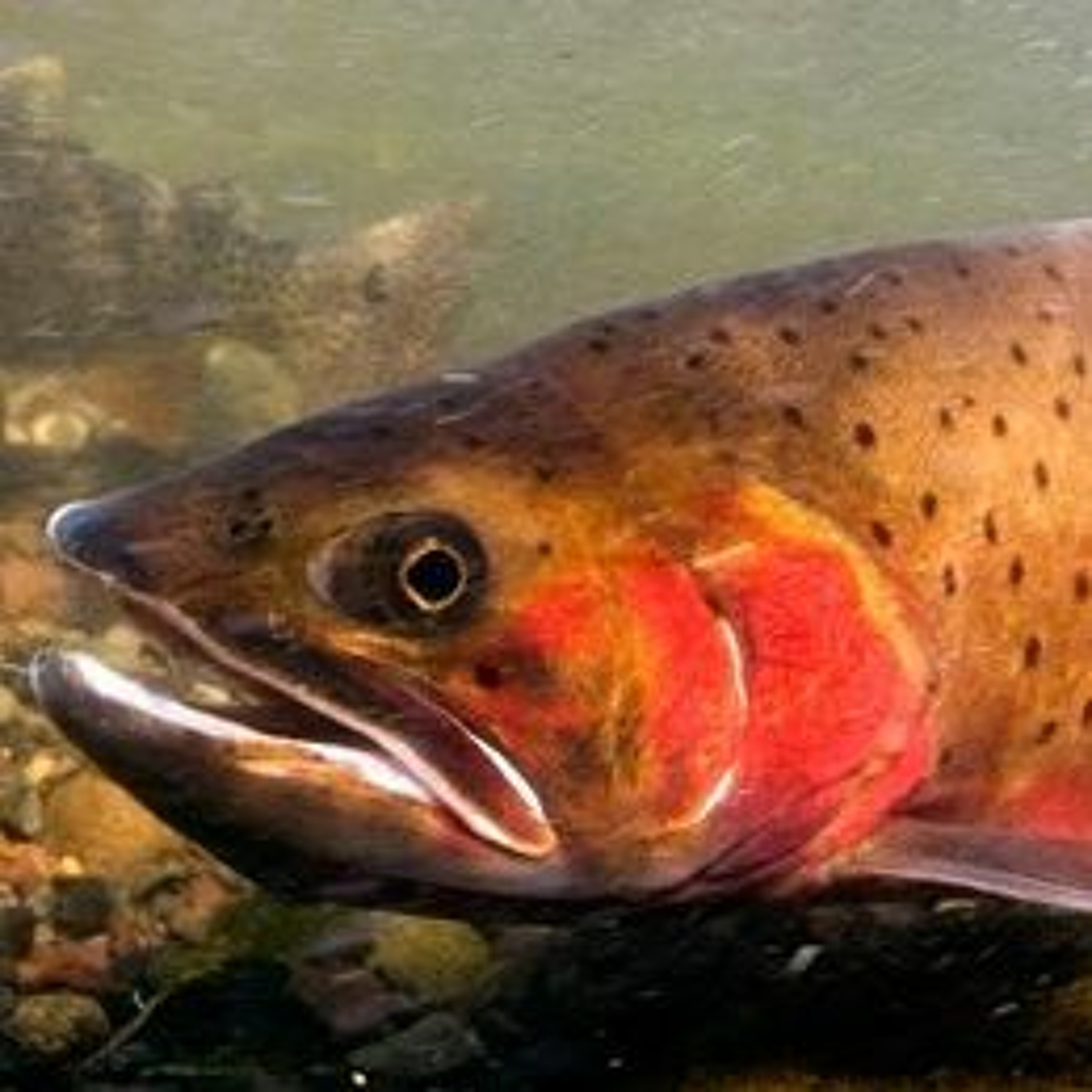 News Brief July 26 | Afternoon Fishing Ban in Yellowstone, Wyoming Women Struggled in 2020 episode artwork