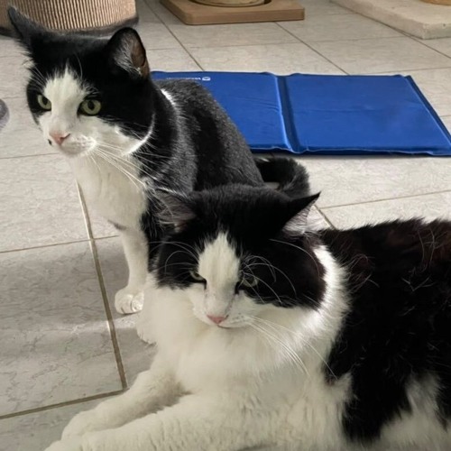 Stream Körbchen gesucht vom 26.08.2026 - Katzen Olaf & Christoph by Antenne Bad Kreuznach