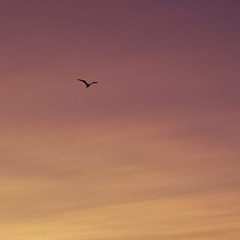 أنا في رحاب الله طائر - علي محمد زاهر