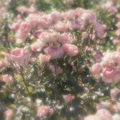 𝘚𝘰𝘯𝘨𝘴 𝘞𝘪𝘵𝘩 𝘒𝘯𝘺 𝘊𝘰𝘷𝘦𝘳𝘴