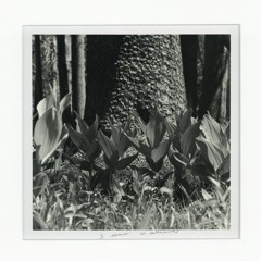 05 - She Saw Something There