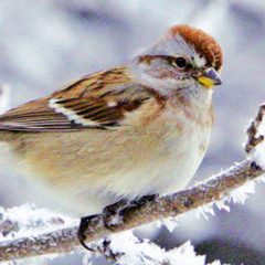 Oh How the Sparrow Flies + harmonica