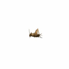 Crickets