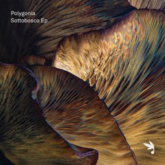 PREMIERE : Polygonia - Undergrowth [PhonoTropismi]