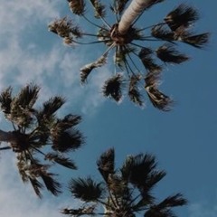 Palm Trees