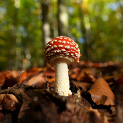 syndae - episode 787