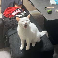 没夏 / χ feat.k9999