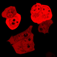 Weekend Laboratory Vol. 1