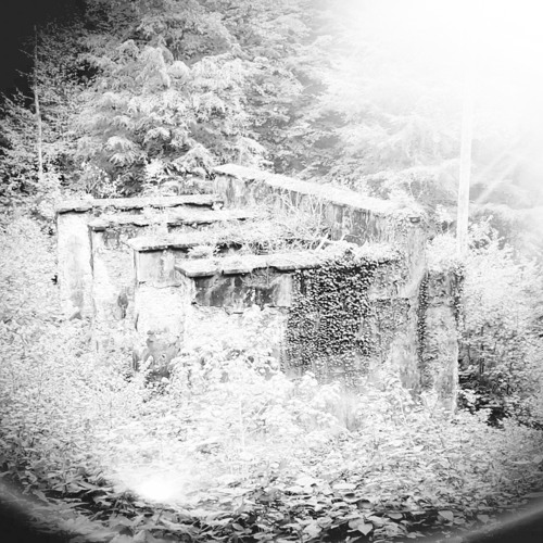 Spooky Forest