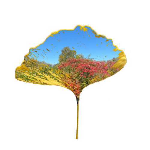 Toby Ginkgo