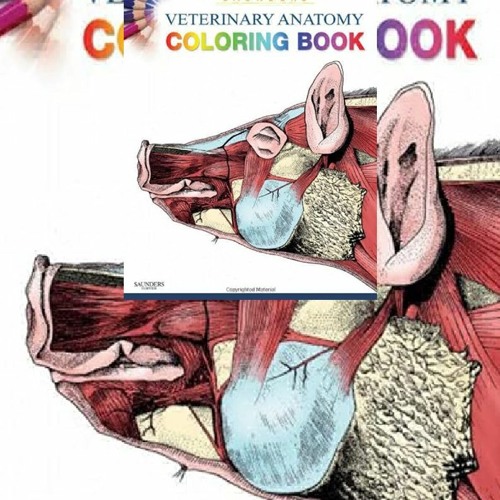 Download Pdf Saunders Veterinary Anatomy Coloring Book By Juxorerubareas
