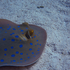 Ray