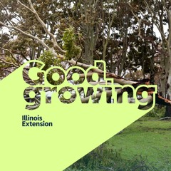 Gardenbite - Dealing with Storm Damaged Trees | #GoodGrowing