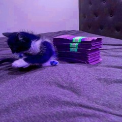 cat with hella money (slytone)