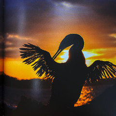 nick leon - broward boyy (juju merk remix)