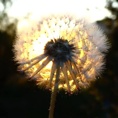 Красава ПГ (Камышеваха)