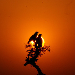 Evening Sun