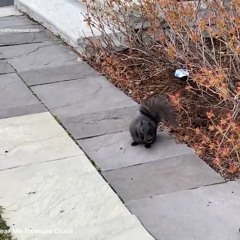 AAAC Wildlife Removal Treasure Coast - Squirrel Removal Near Me Treasure Coast