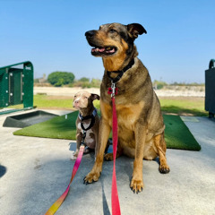 BirdieBoyzr(ROUGHDRAFT)).m4a