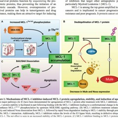 Decoding the Mechanism Behind MCL-1 Inhibitors: A Pathway to Understanding MCL-1 Protein Stability