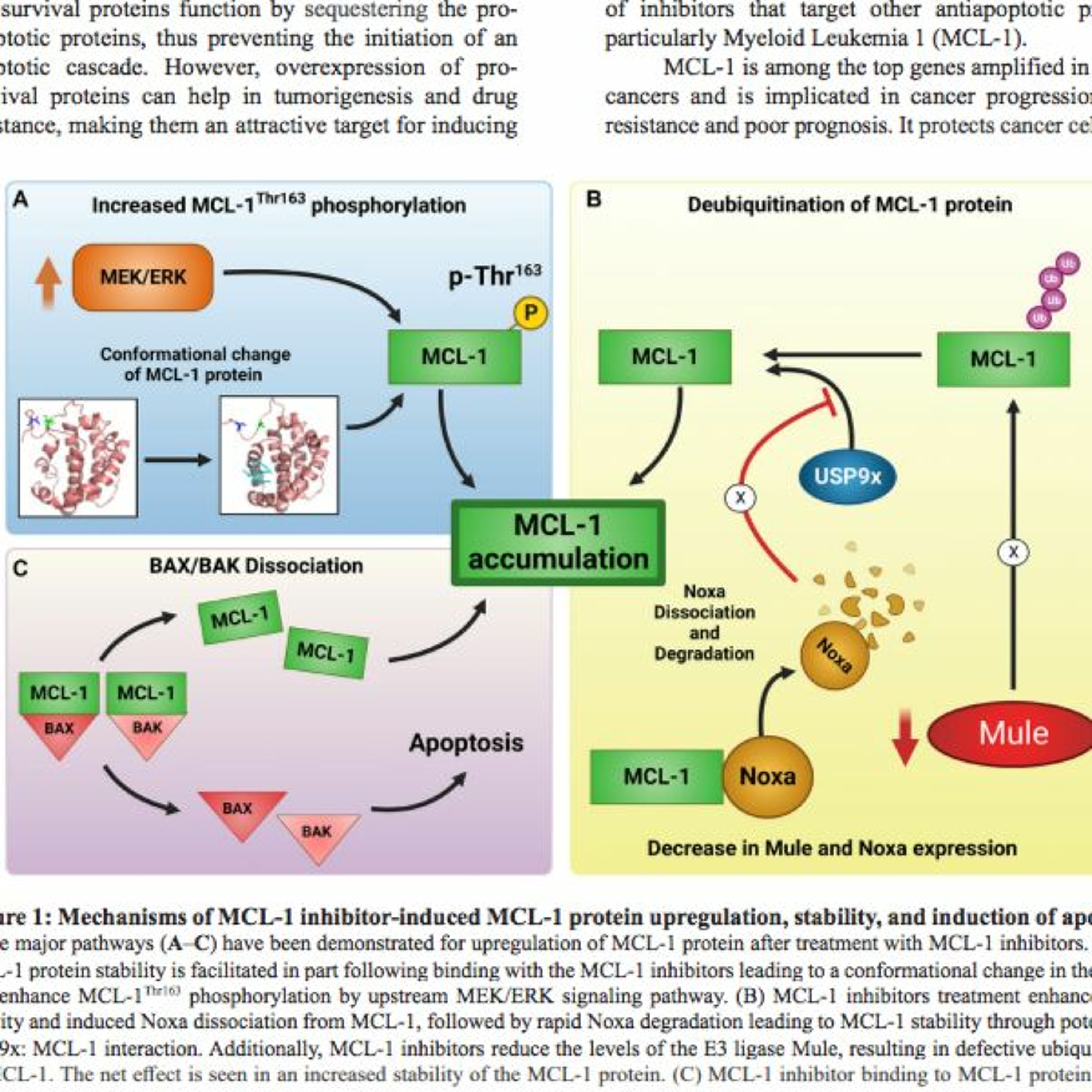 Oncotarget